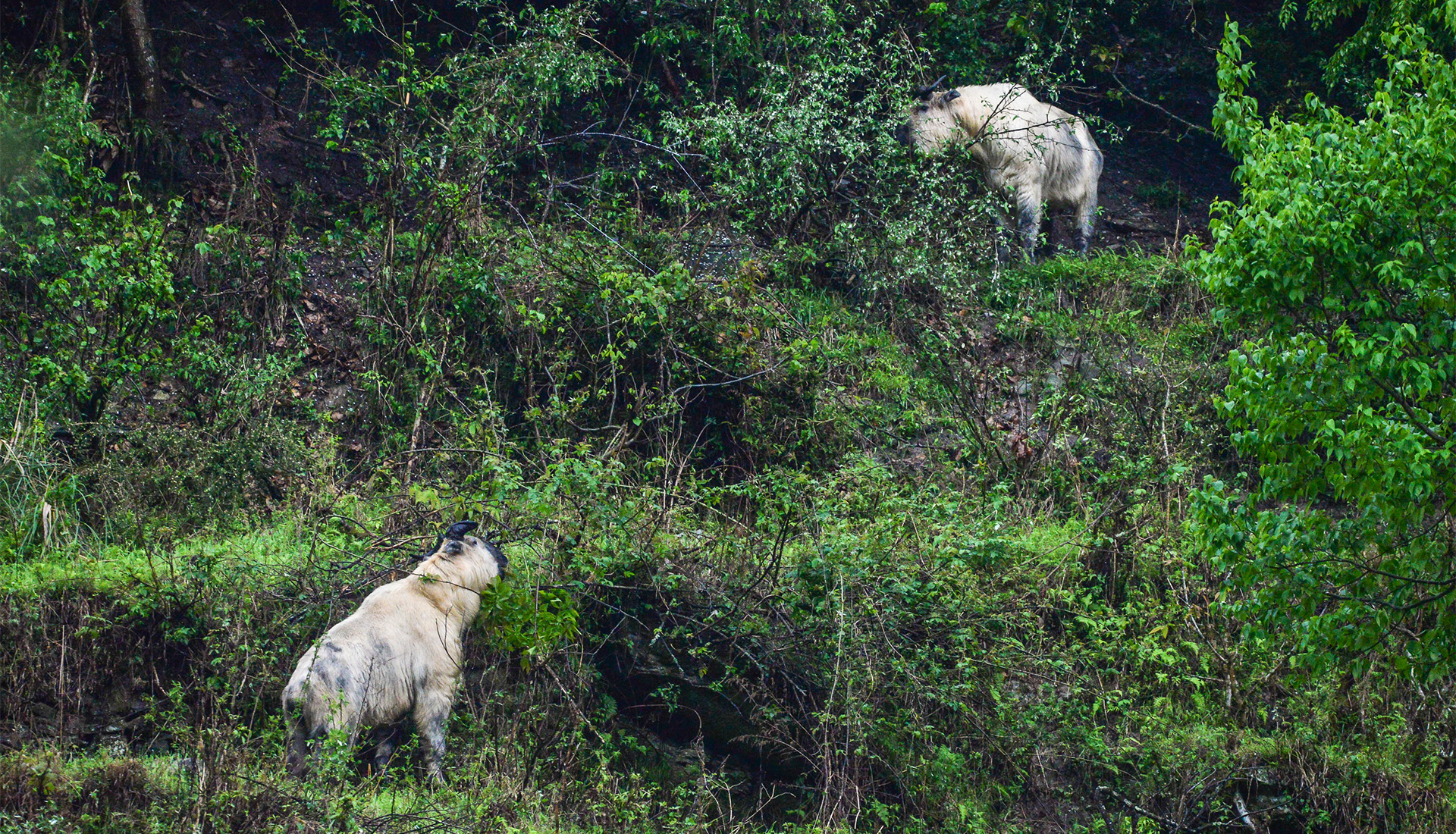 Sichuan Takin