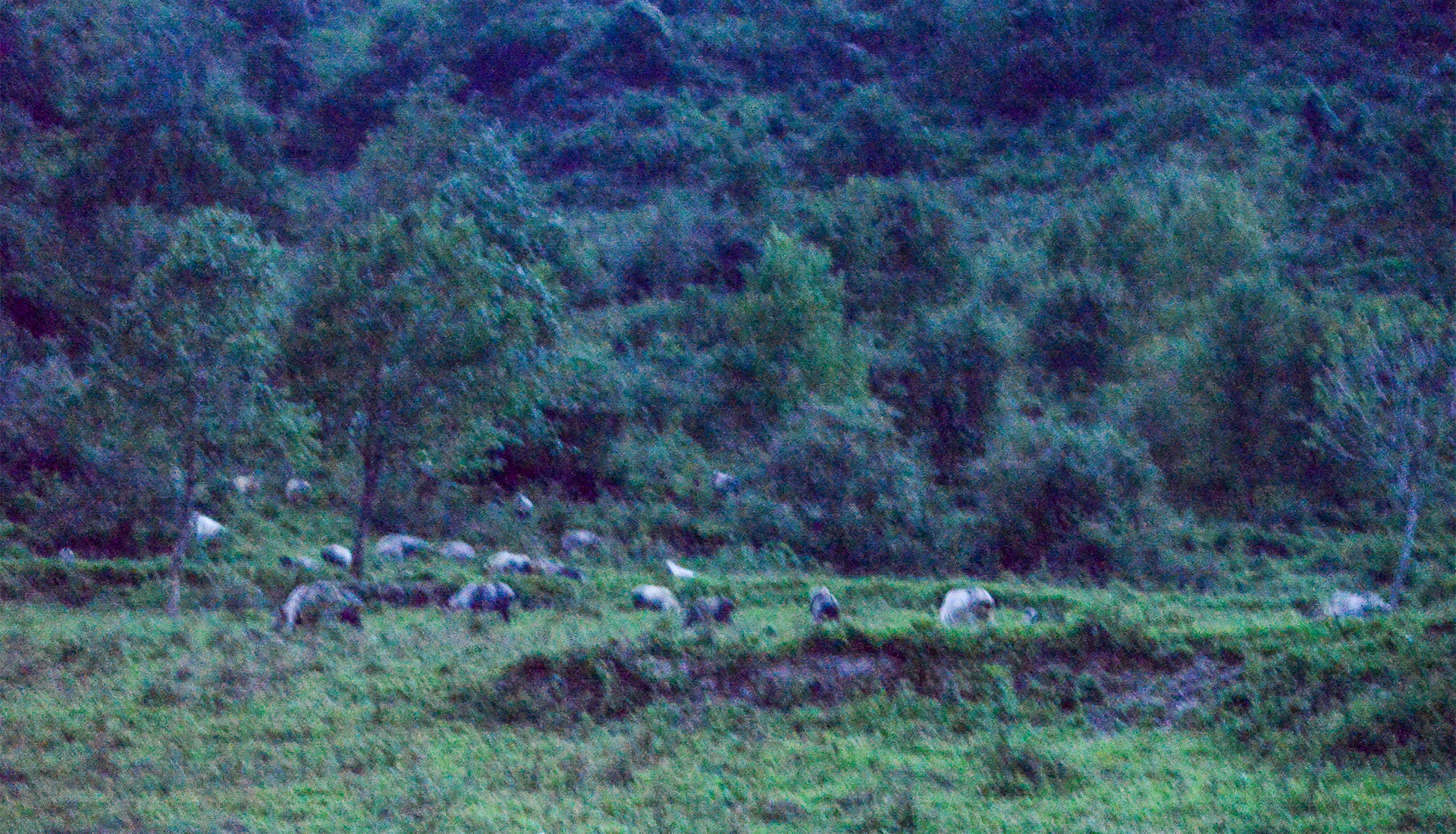 Sichuan Takin herd