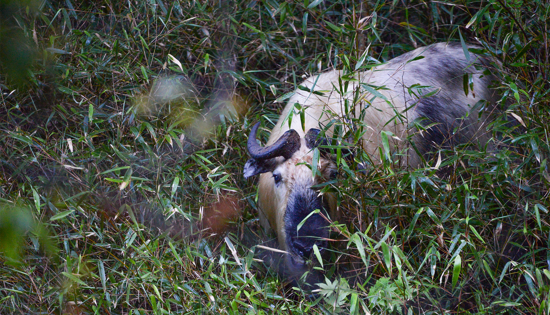Sichuan Takin